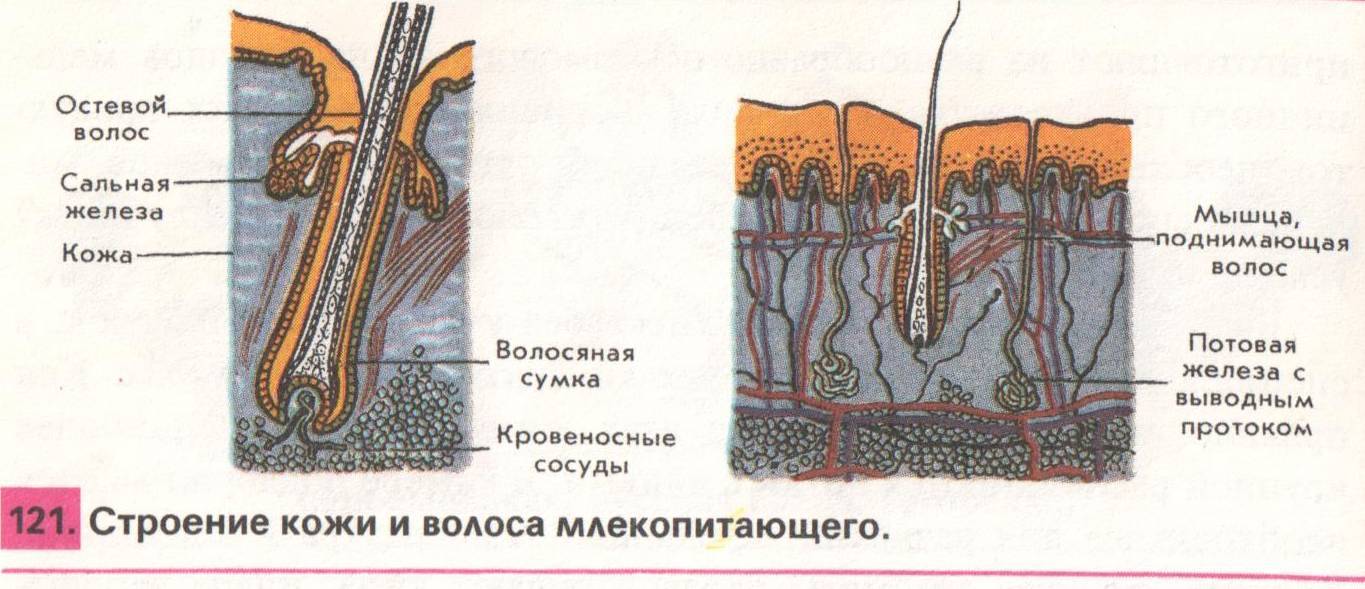 Волосяной и кожный покров животных