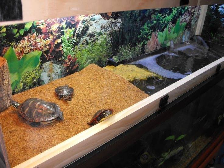 Акватеррариумы для красноухой черепахи: как обустроить, что нужно, оформление, грунт, вода, аквариум, растения, освещение, обогрев, вентиляция, декорирование, условия, что запрещено, соседство