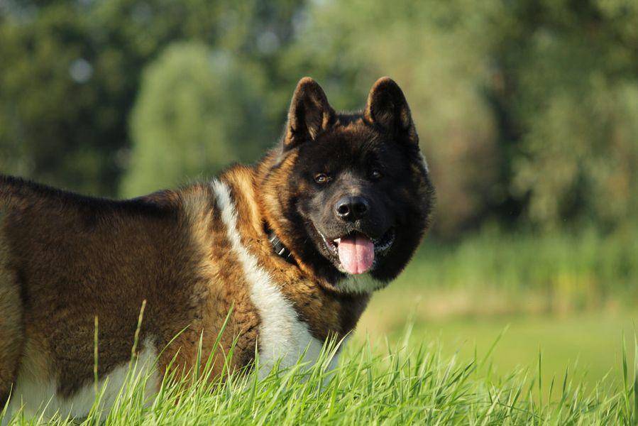 Собака американская акита: фото и описание, характеристика породы, воспитание и правильный уход
