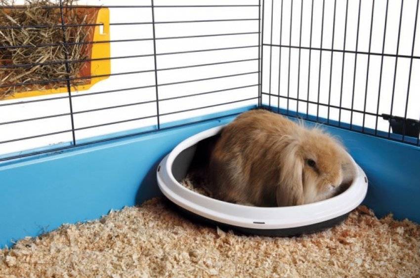 Крысы в канализации – как крыса попадает в квартиру из унитаза: как предотвратить проникновение