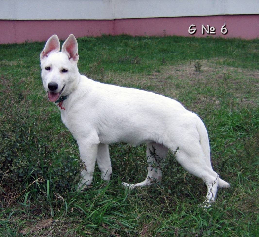 Белые породы собак с фото и описанием