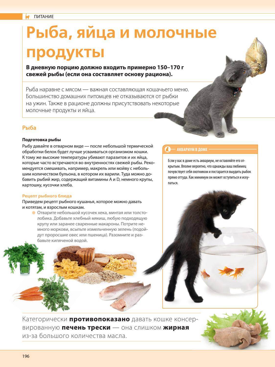 Чем кормить котенка по месяцам: полное руководство для новичков
чем кормить котенка по месяцам: полное руководство для новичков