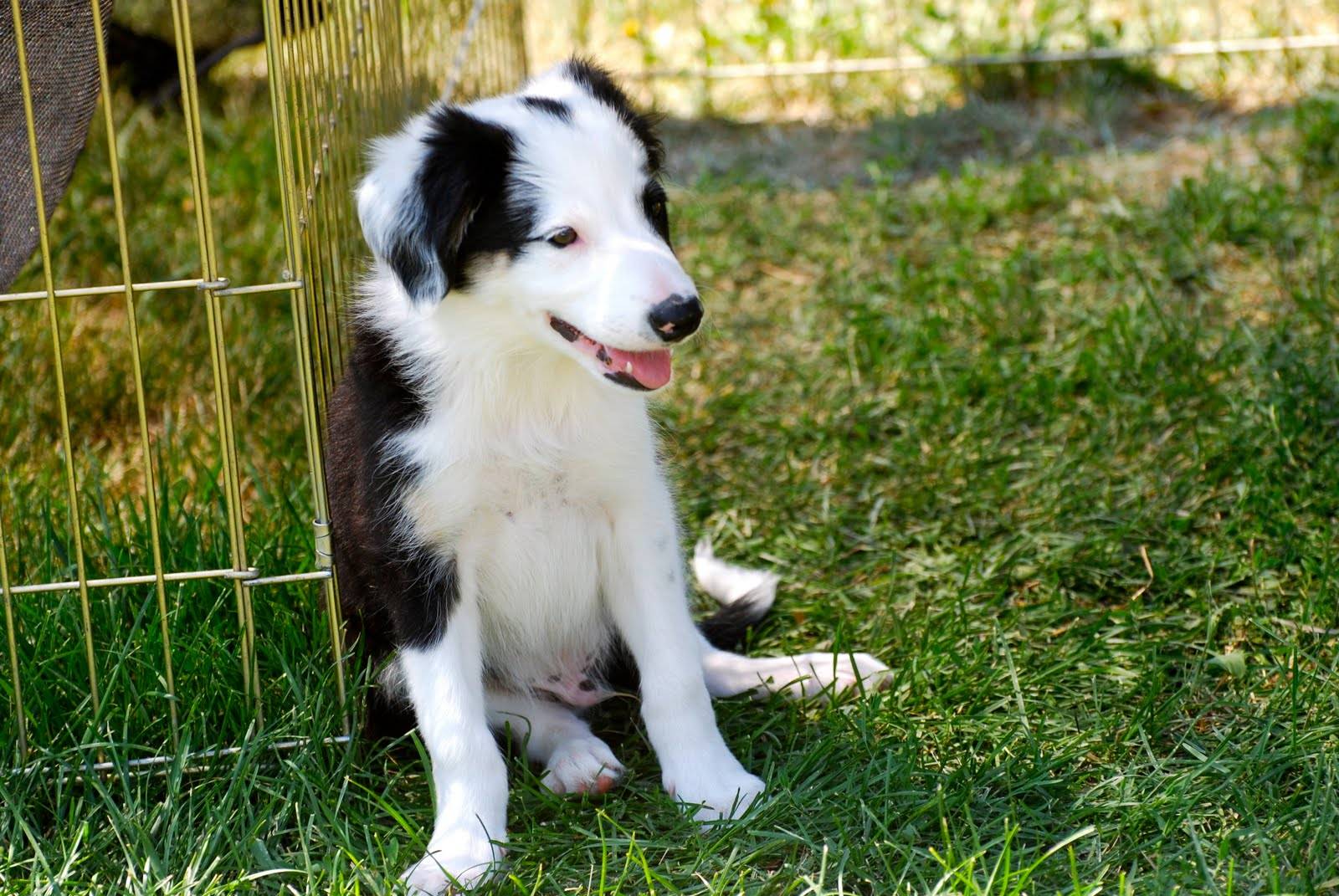 Бордер-колли - характеристики собаки, выращивание и уход, особенности кормления и воспитания щенков