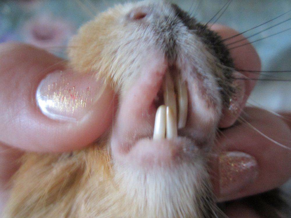 Почему декоративная крыса скрипит или стучит зубками