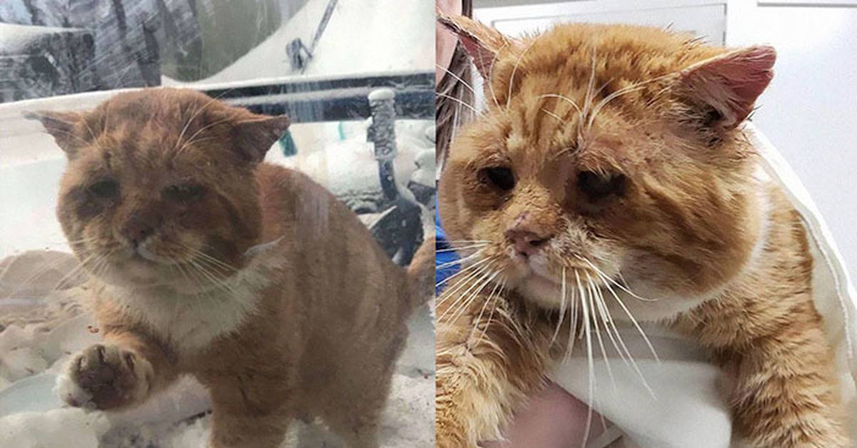 Кошки спасают людей, случаи когда кошка спасла жизнь человеку, спасение хозяина кошкой