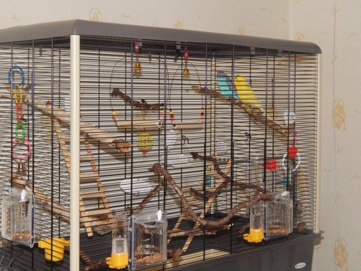 Райское место для птички: выбор клетки для волнистых попугаев