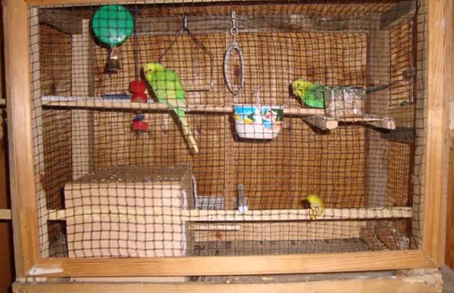 [новое исследование] вольер для попугаев: плюсы и минусы, как сделать своими руками, где разместить, чем обустроить комнатный и уличный