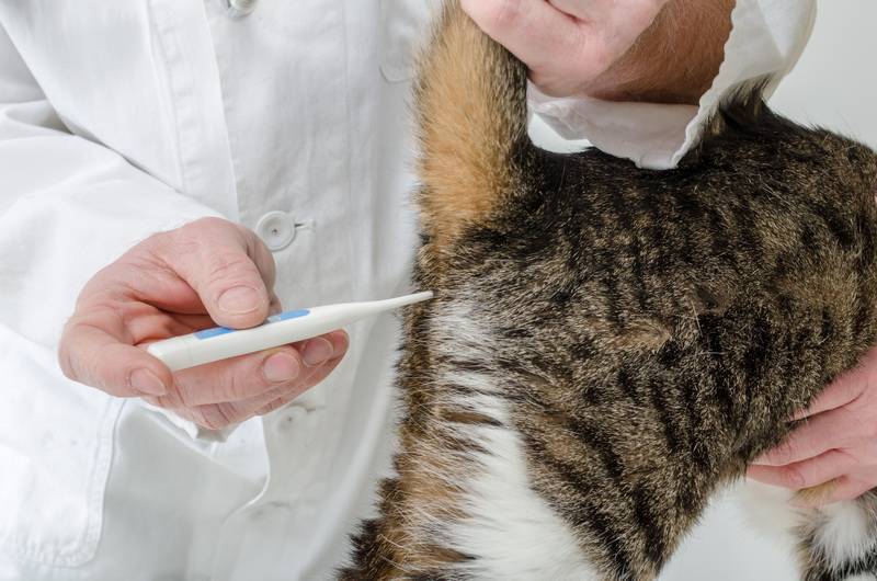 Почему у кошки высокая температура - причины, признаки и лечение