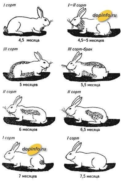 Спаривание кроликов