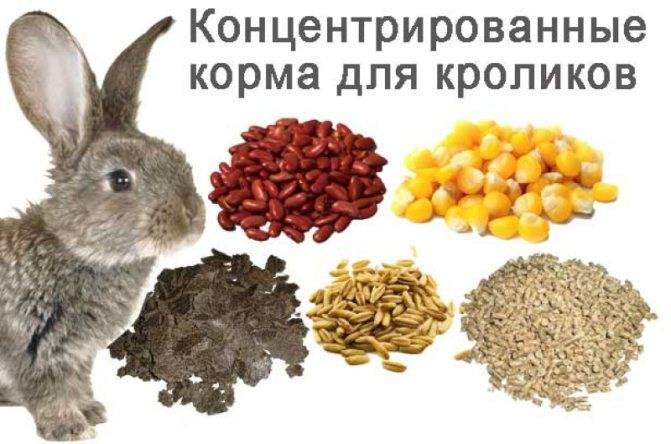 Какие витамины нужно давать кроликам