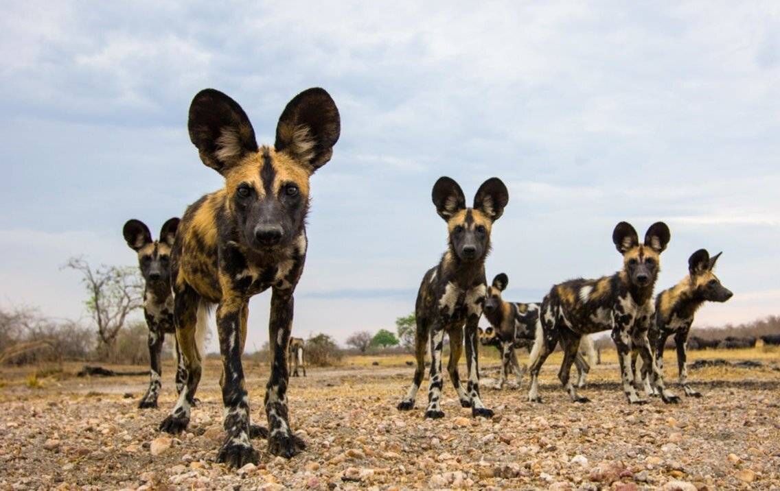 Самые исчезающие животные в африке