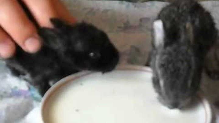 Как выкормить новорожденных крольчат без крольчихи?
