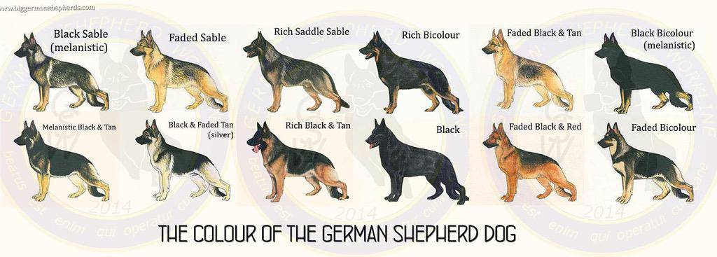 Окрасы немецкой овчарки – стандартные и нестандартные