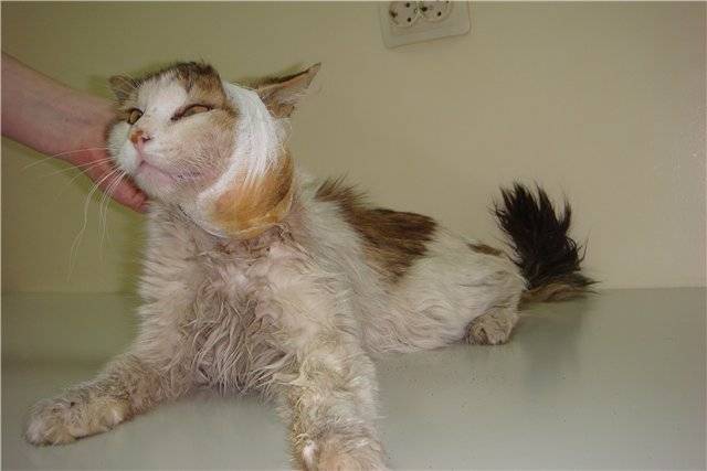 Чем лечить расчесы у кошки