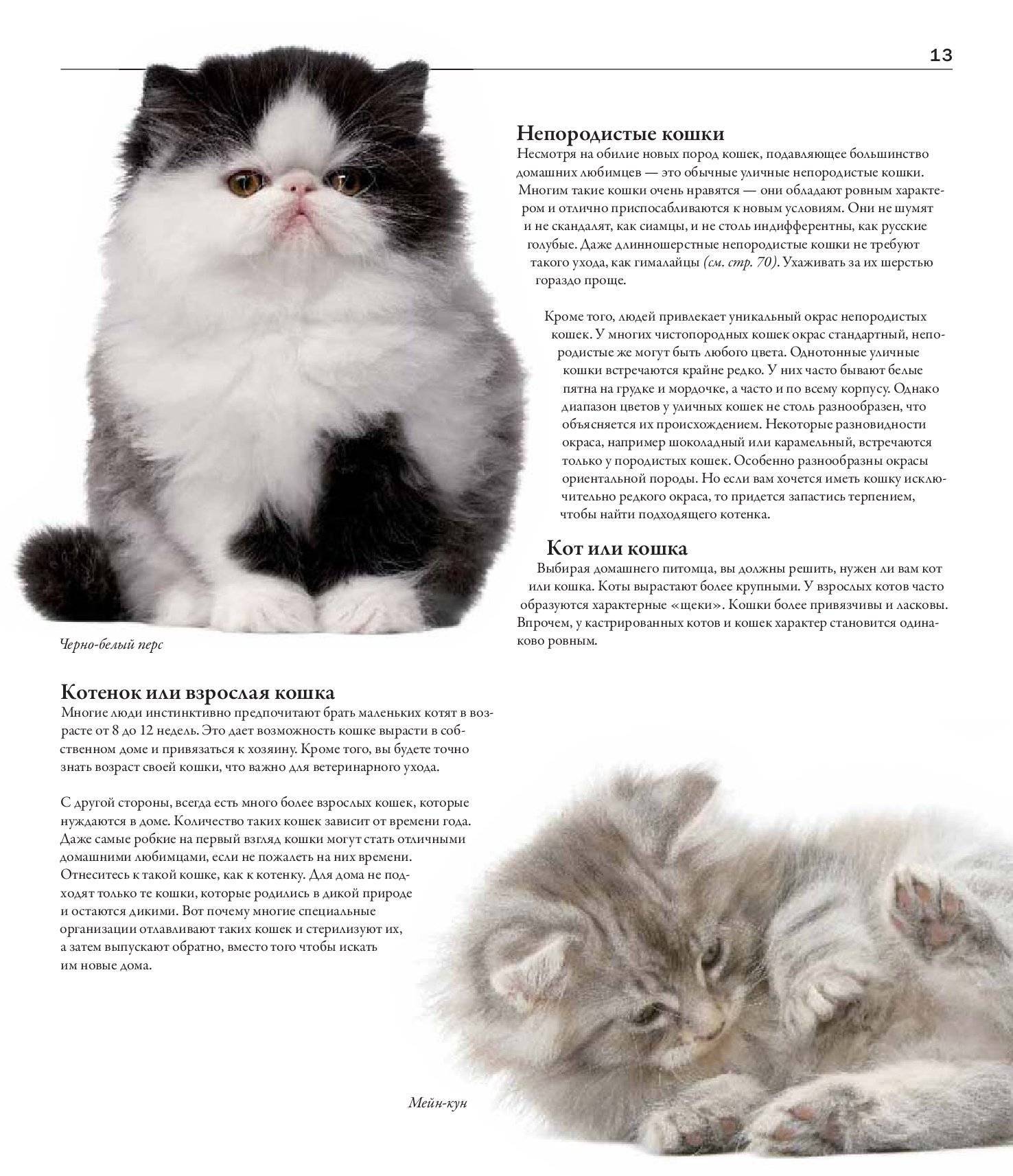 Что нужно котенку при появлении в доме?