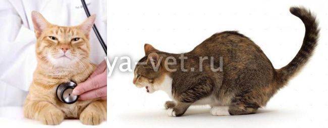 Кошка задыхается, хрипит и кашляет: причины, методы лечения