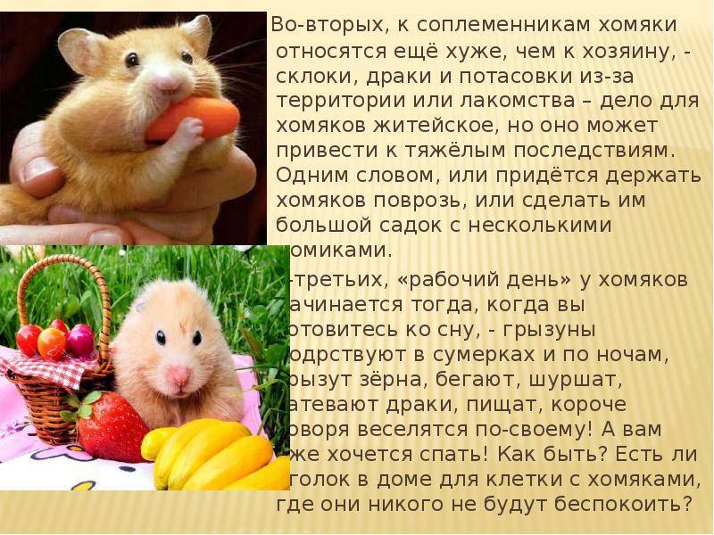 Сочинение про собаку 5 класс по русскому языку описание маленькое