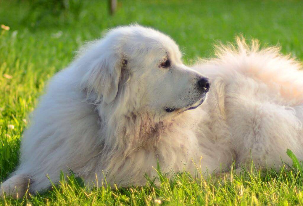 Пиренейская горная собака - порода собак - информация и особенностях | хиллс