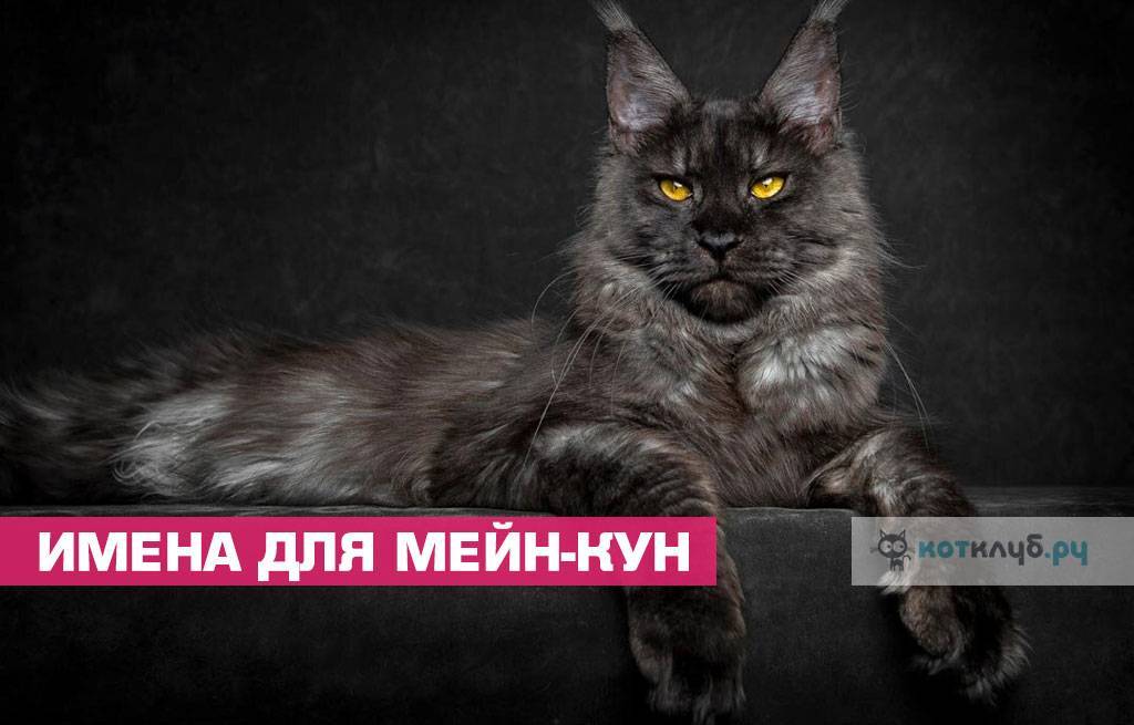 Клички для кошек девочек, красивые имена для кошечек и котят