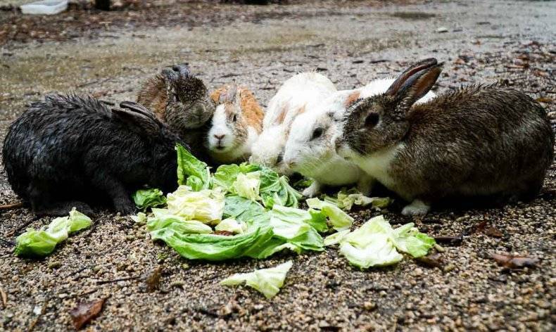 Зерновой корм для кроликов: чем и как кормить?