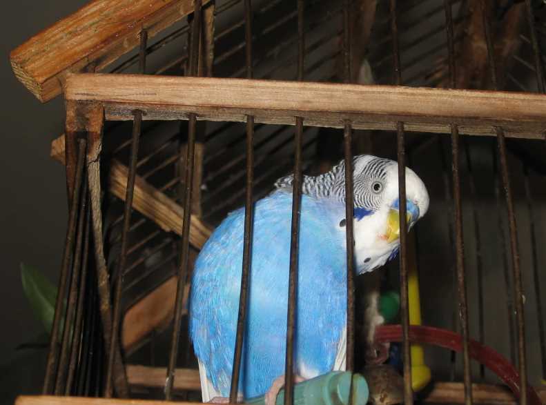 У волнистого попугая выпадают перья: выявление причин