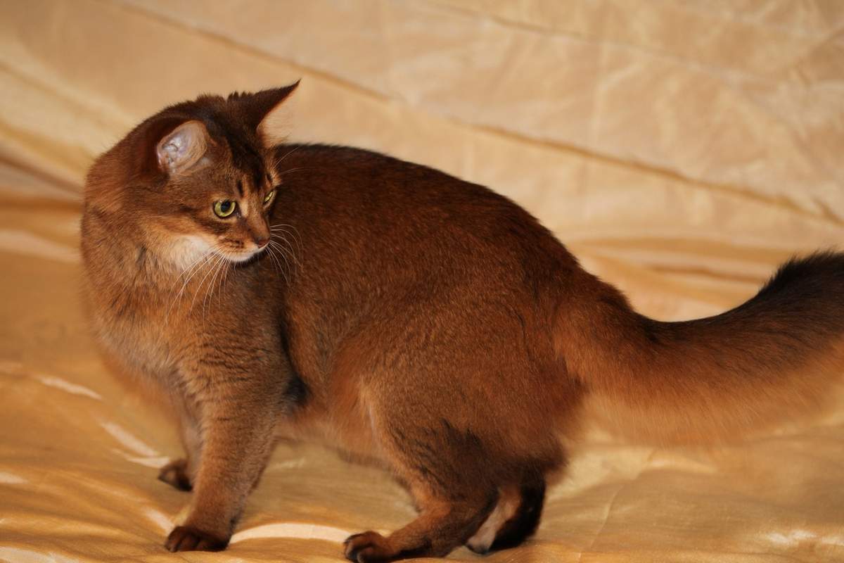Сомалийская кошка: характер и описание сомали