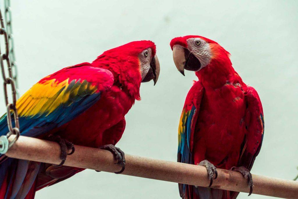 Попугай ара: виды, срок жизни, цена, уход, всё о породе