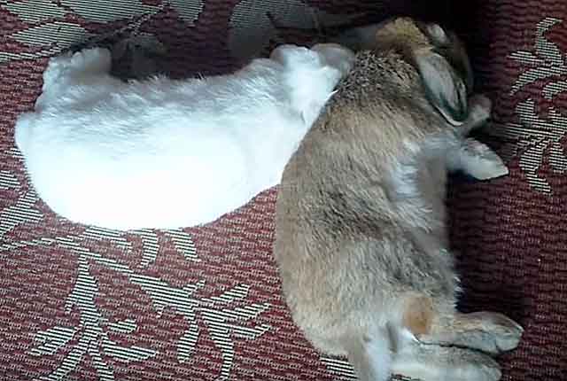 Беременна ли крольчиха. Сукрольная крольчиха. Фото беременной крольчихи.