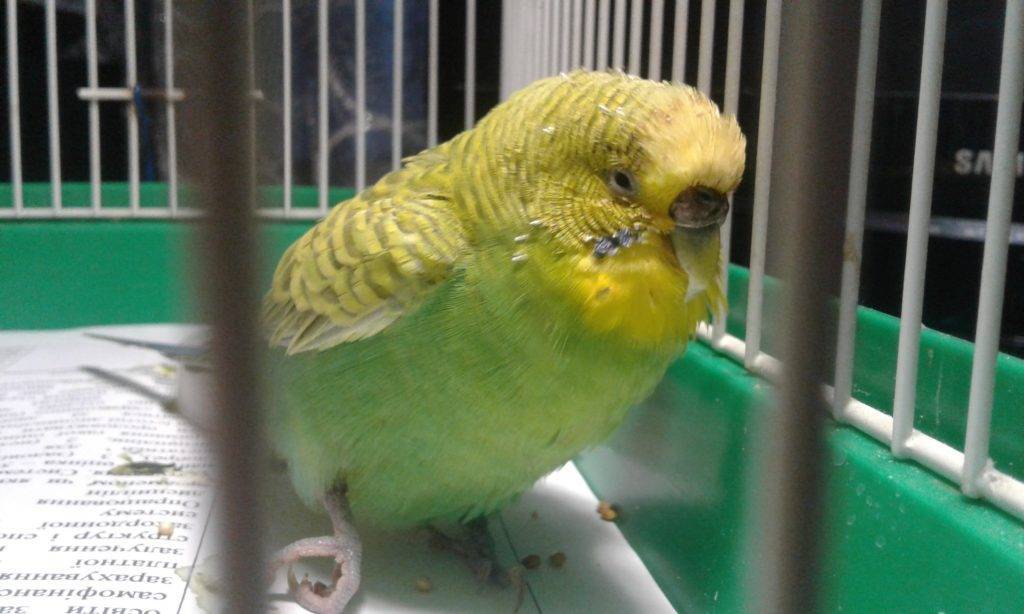 Полиурия у попугая: как выявить и чем лечить