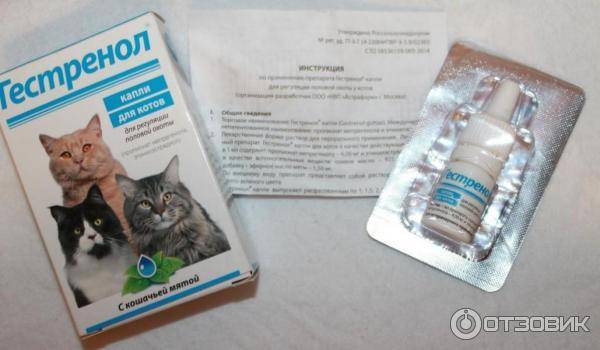 Успокоительное для кошек: капли, спрей, таблетки, уколы, отзывы