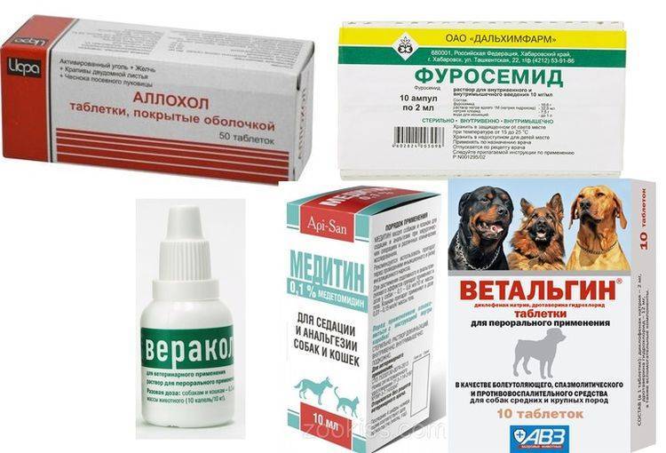 Панкреатит у собак и кошек и прочих животных. лечение в беларуси