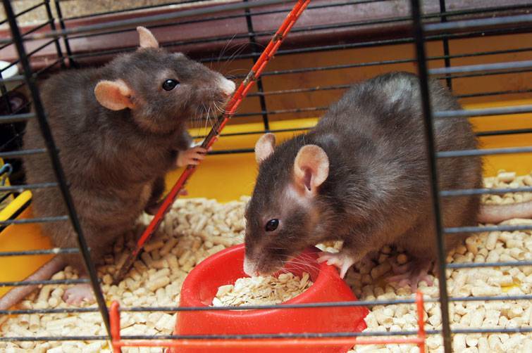 Содержание домашней крысы и уход за ней, чем кормить крысу дома