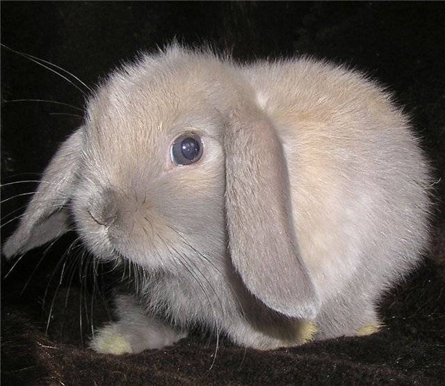 Кролик породы вислоухий баран - описание декоративного и мясного вида