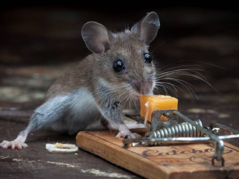 Боритесь с мышами, которые любят рассаду