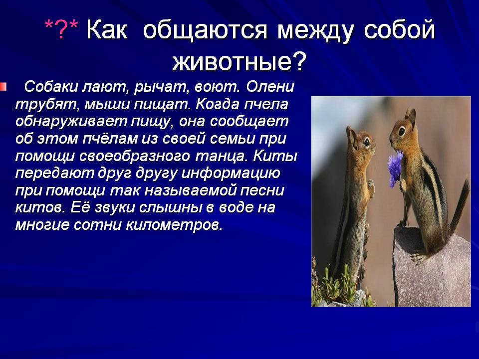 ᐉ домашняя крыса издает странные звуки, что они означают - zoopalitra-spb.ru