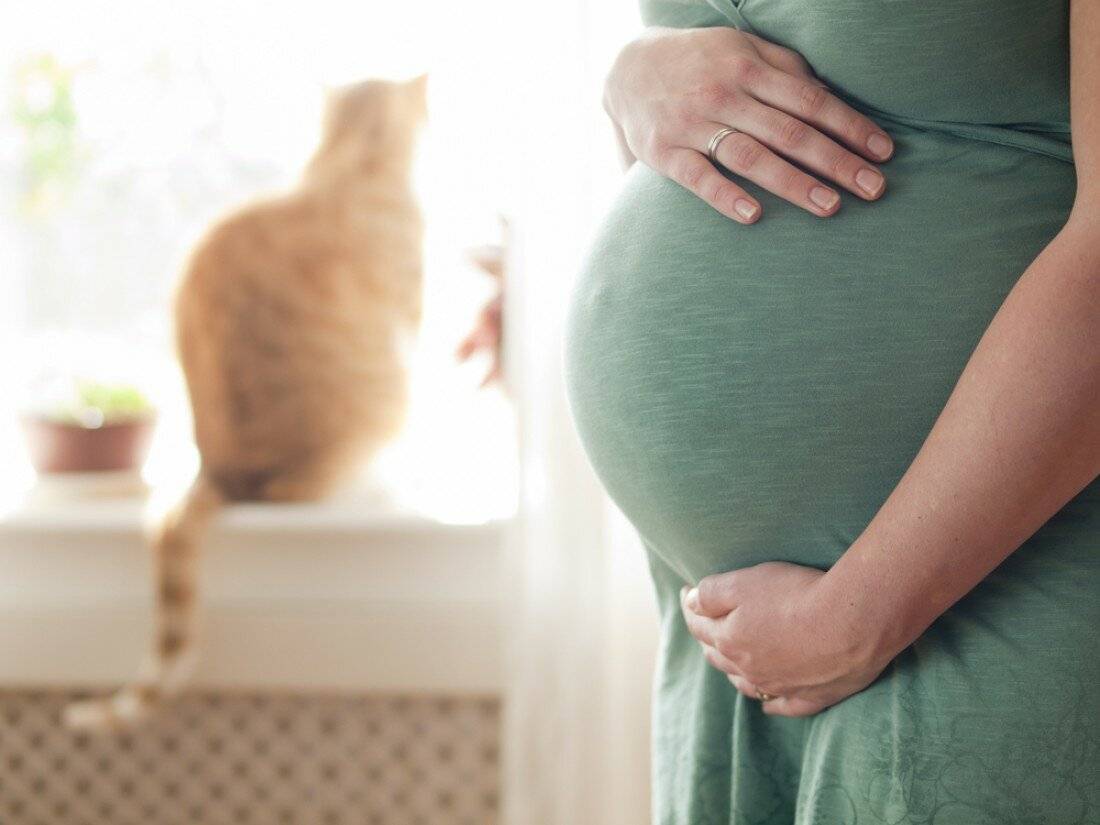 Почему беременным нельзя гладить кошек: «бабушкины» приметы и реальные угрозы