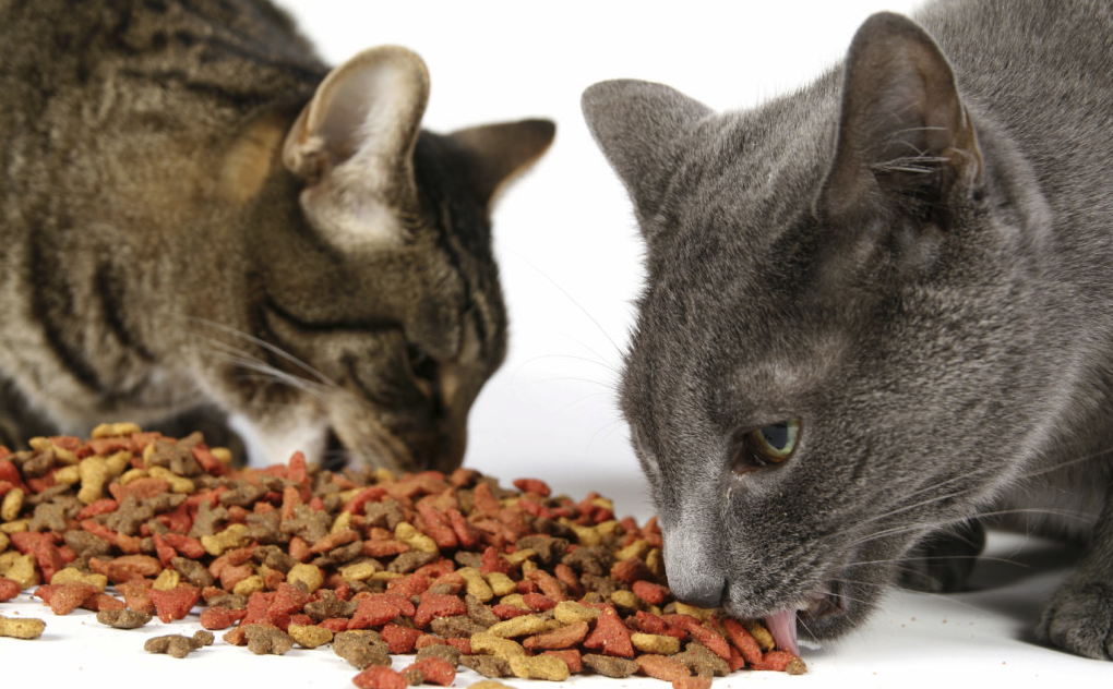 Как отучить кошку от сухого корма: лучшие методы при смене рациона | ваши питомцы
