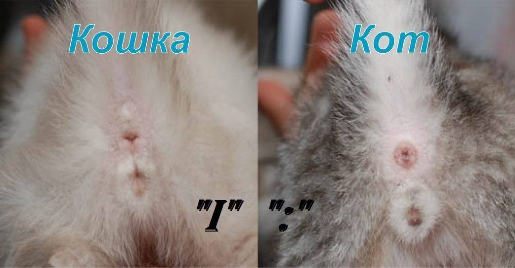 Кот и кошка отличия фото