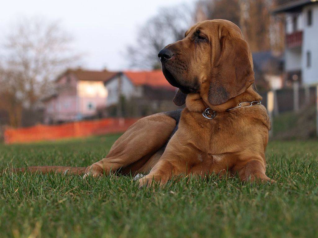 Бладхаунд — фото, описание породы собак, особенности характера