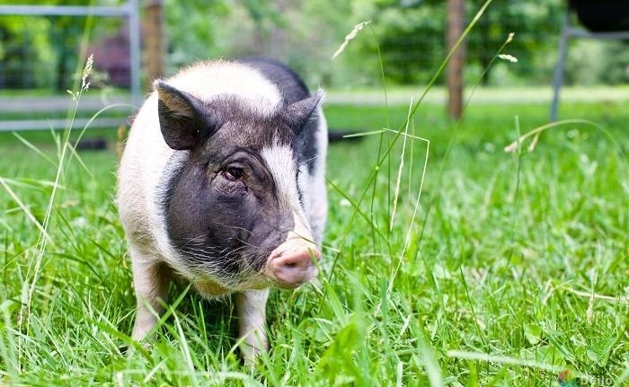 Бизнес на свиньях в домашних условиях: варианты ведения и рентабельность, какую прибыль можно получить