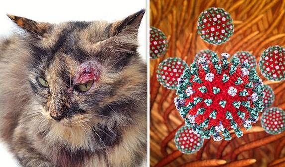 Вирусная панлейкопения кошек. диагностика и лечение панлейкопении кошек | ветпрактика