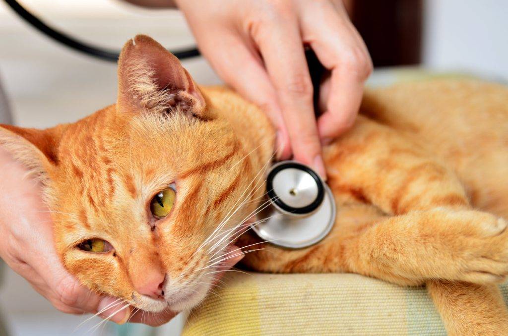Инфекционный ринотрахеит кошек - вирусное заболевание