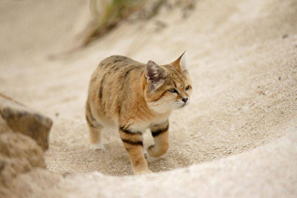 Барханный кот: описание, фото, особенности характера, можно ли содержать в домашних условиях песчаного кота