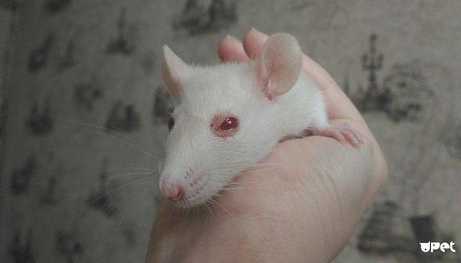 Респираторный микоплазмоз крыс и мышей