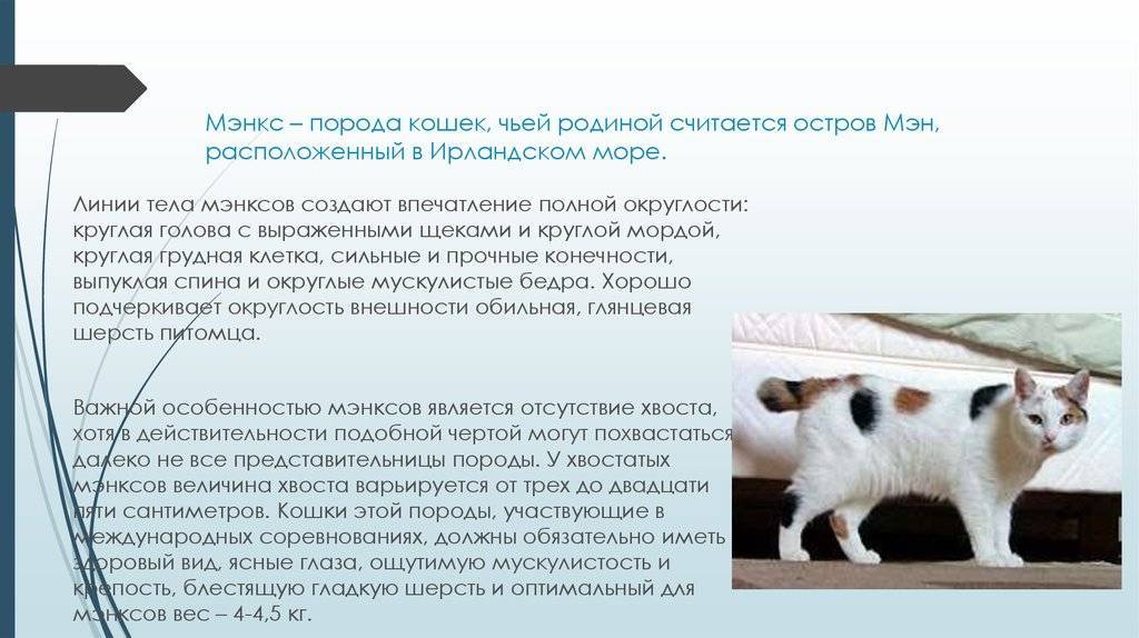 Кимрик: описание породы с фото — pet-mir.ru