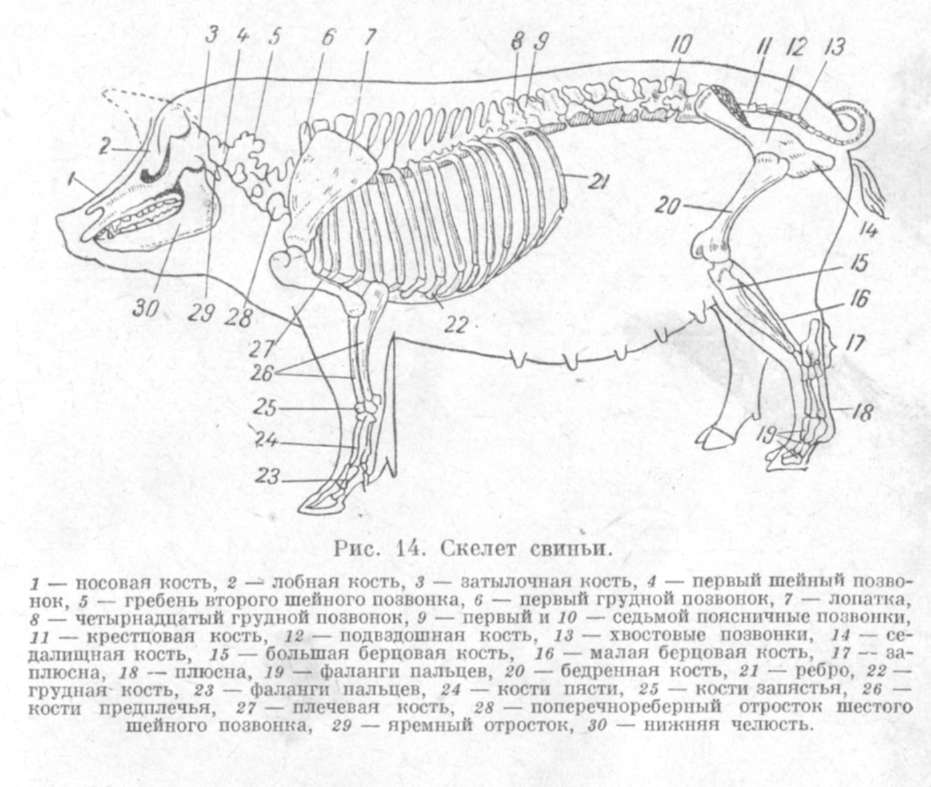 Анатомия крысы: особенности скелета, внутреннее строение органов и другие интересные факты