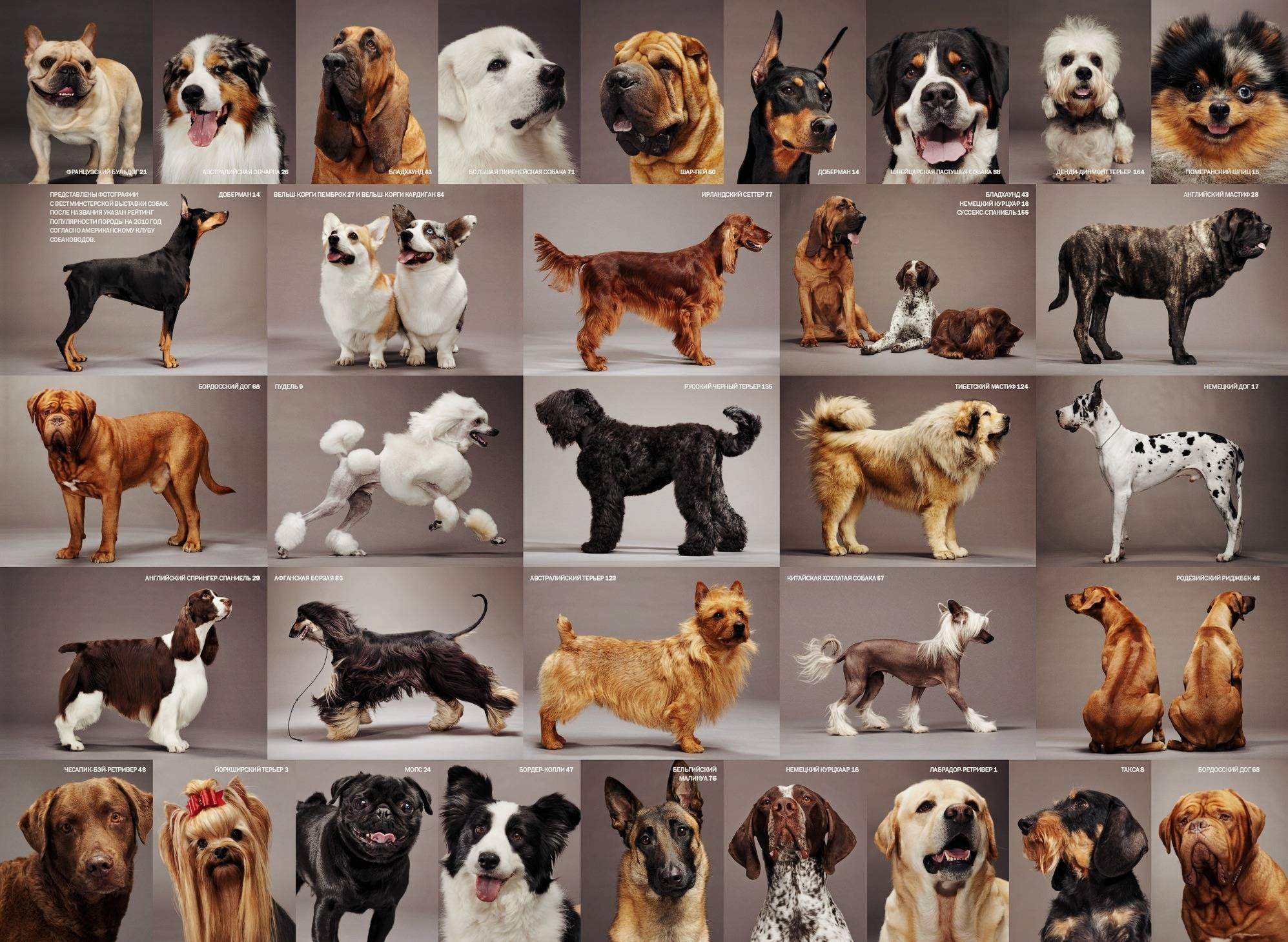 Средние породы собак: фото с названиями
средние породы собак: фото с названиями