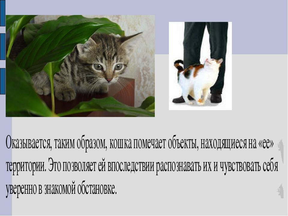 Интересное поведение кошек и его объяснение – pet-mir.ru