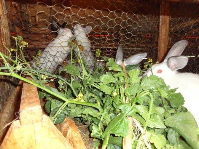 Можно ли давать кроликам капустные листья