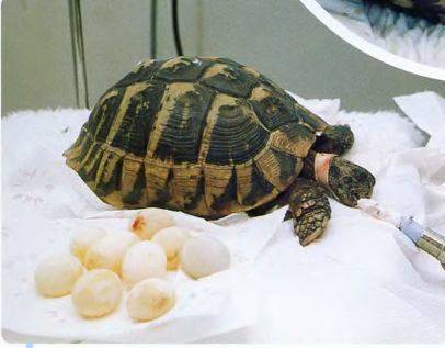 Беременность и кладка яиц у черепах